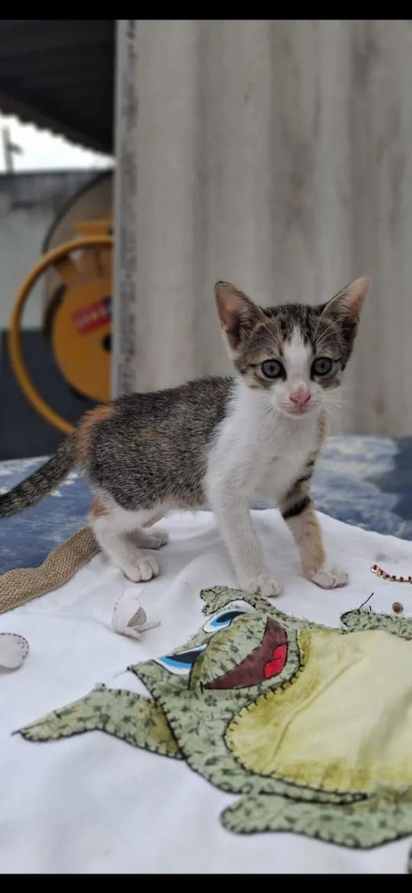 Gatinhas para adoção responsável  - Foto 5