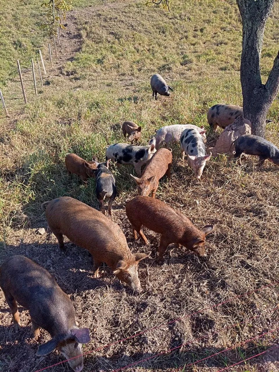 Vendo  - Foto 4