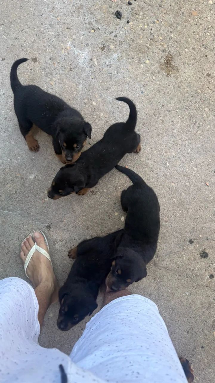 Cachorro  - Foto 2