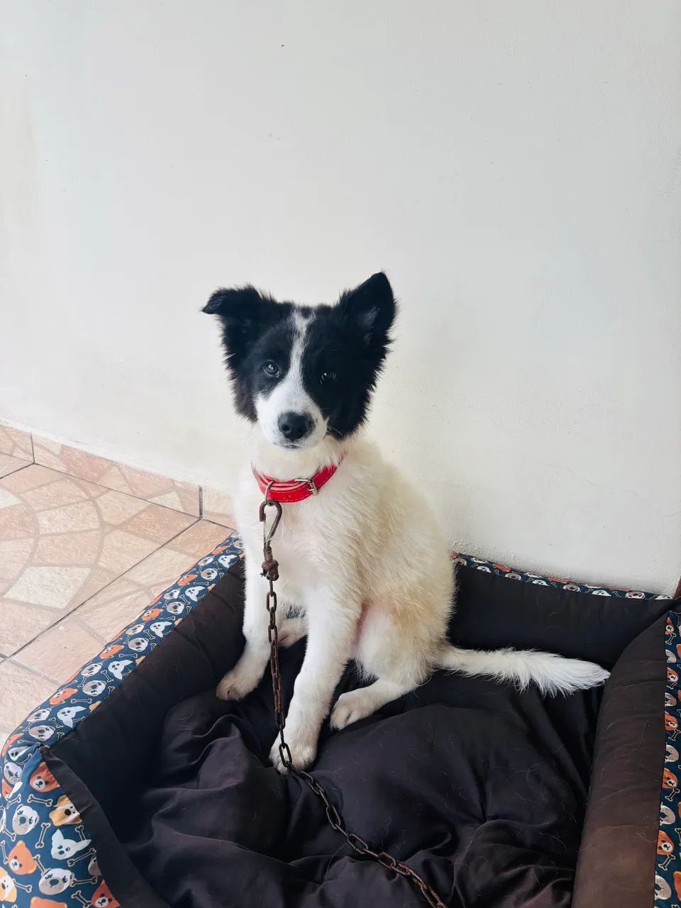 Cachorro filhote