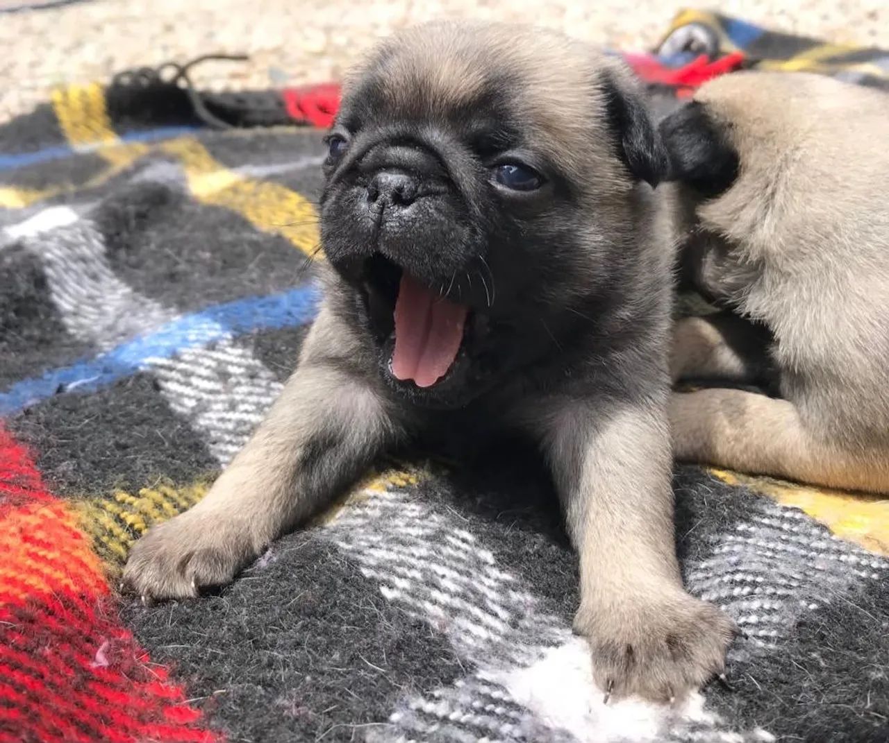 Pug abricó mini machinho  - Foto 2