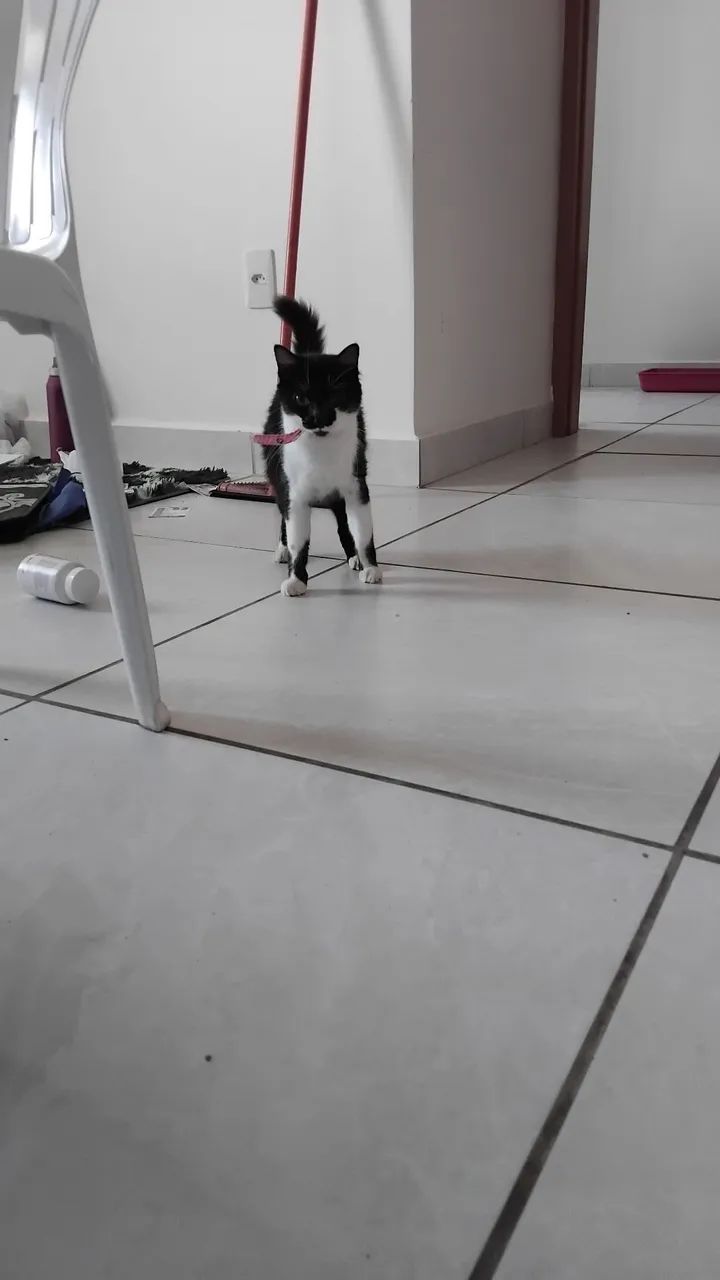 Adoção  - Foto 4