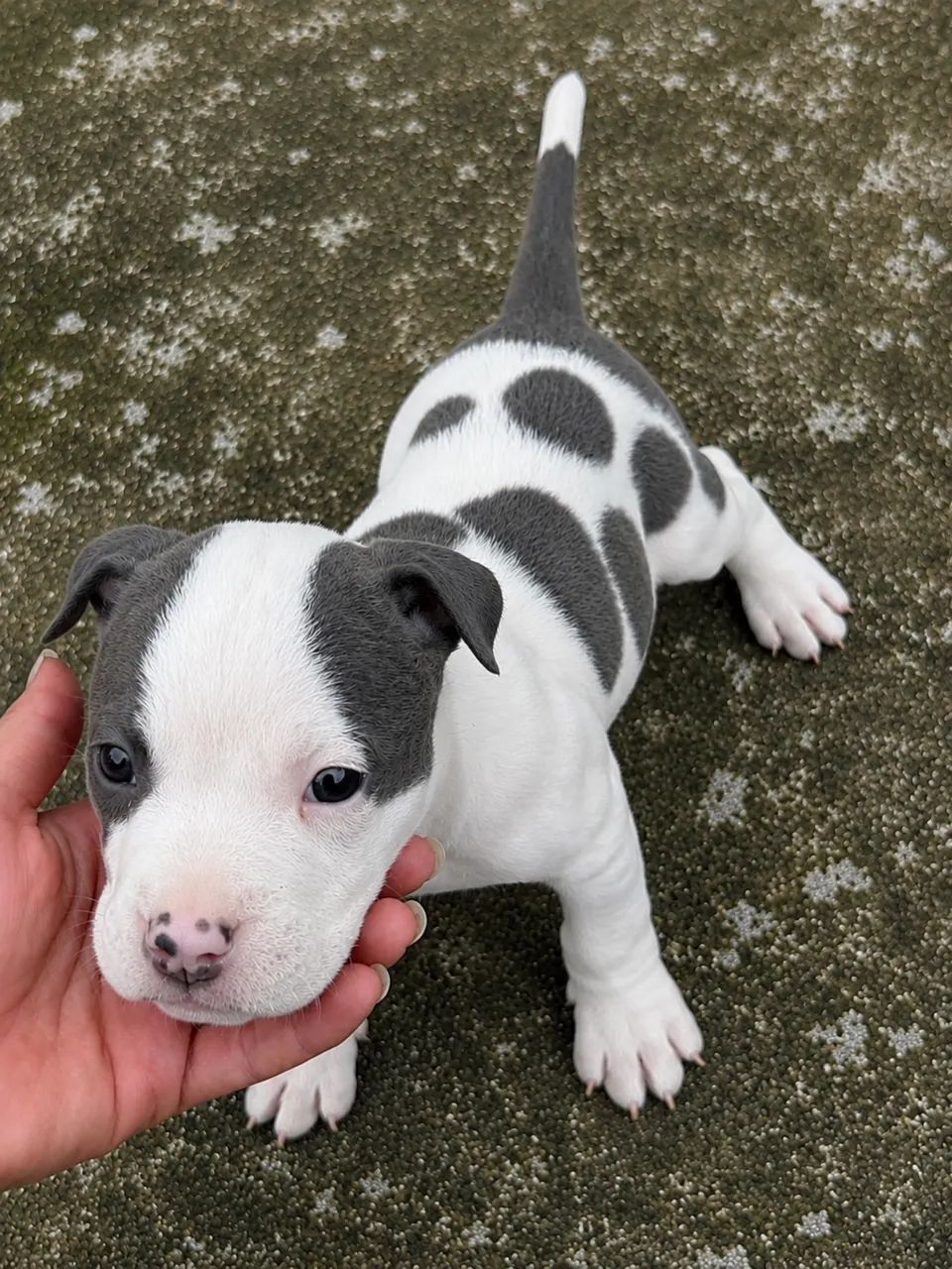 American bully