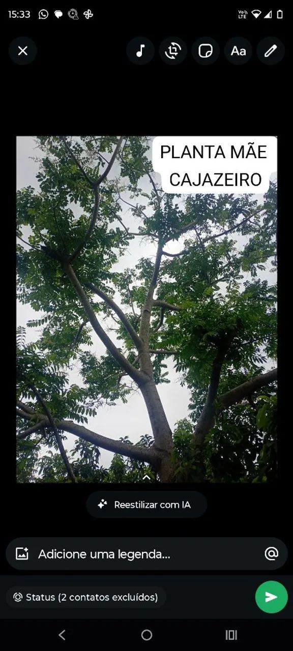 Mudas de Cajá  ? - Foto 4