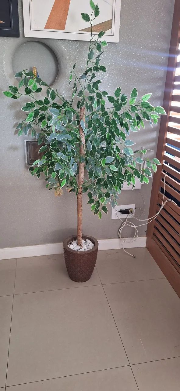 Planta decorativa