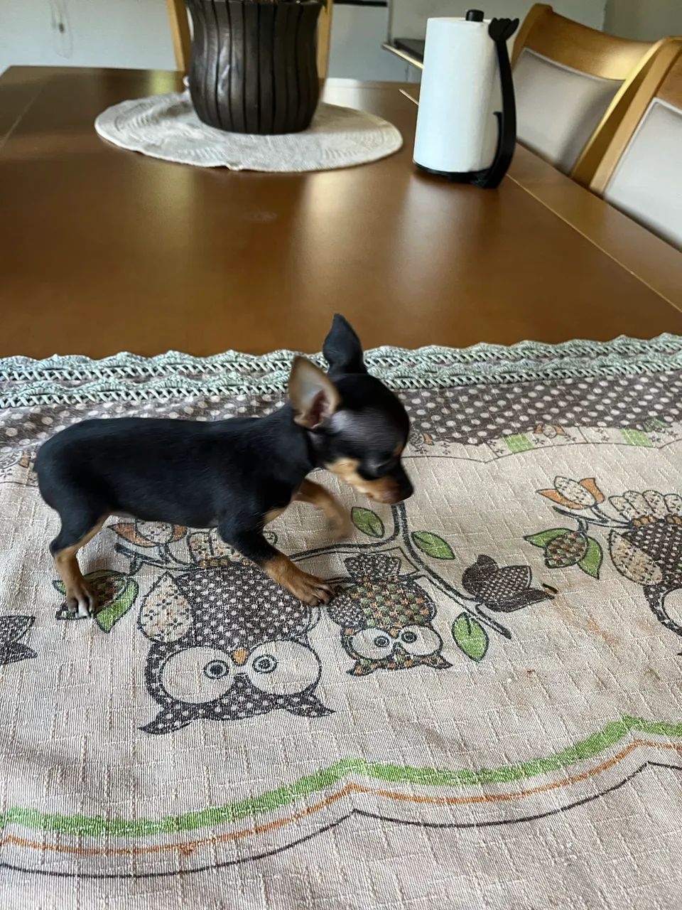 Pinscher Zero - Foto 3