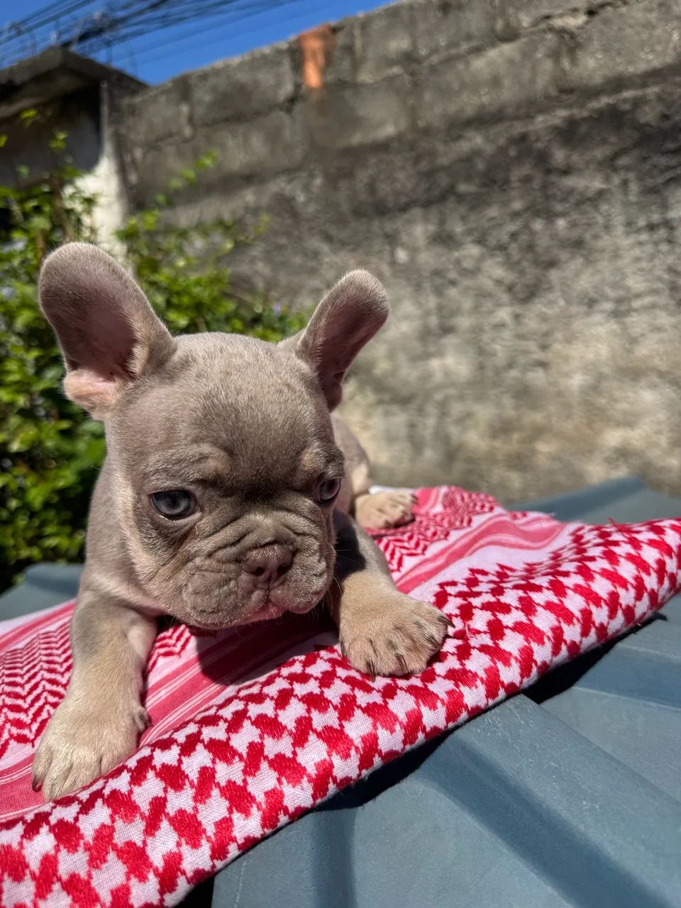 Bulldog Francês - Foto 4