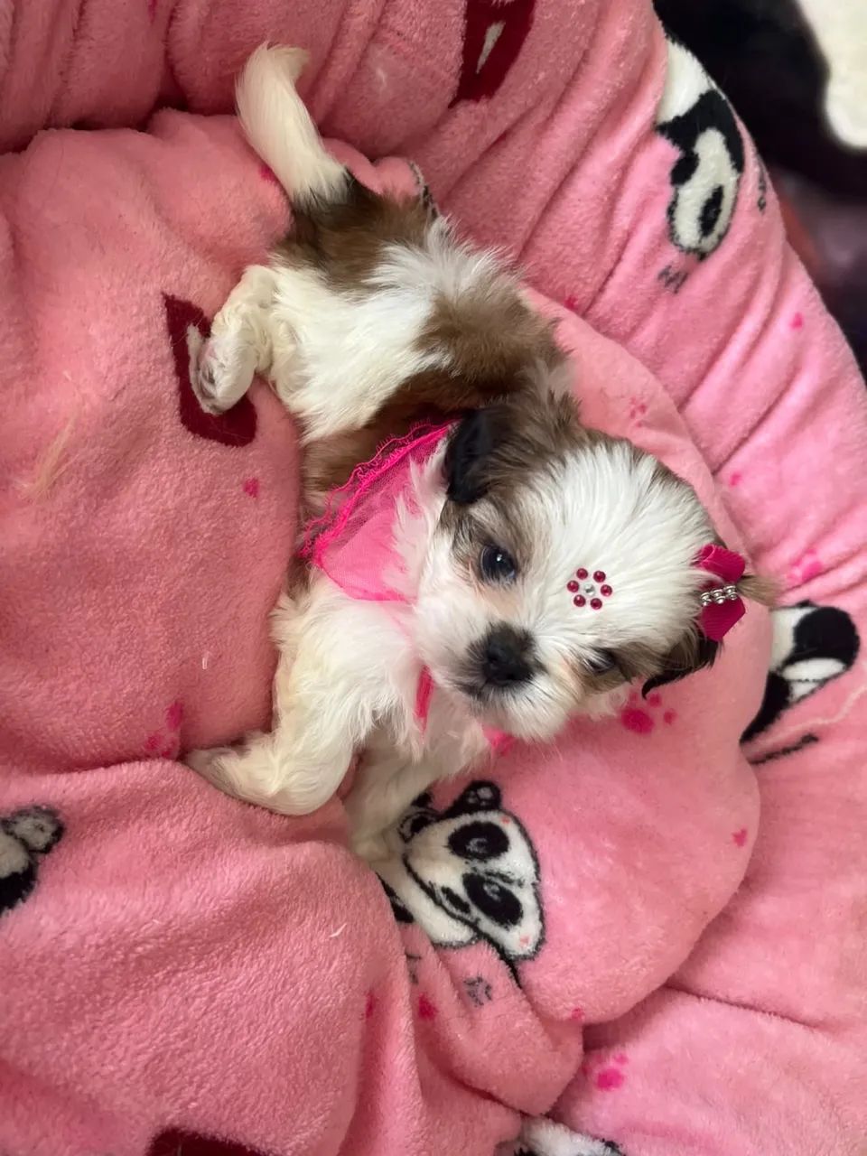 Shihtzus - Foto 2