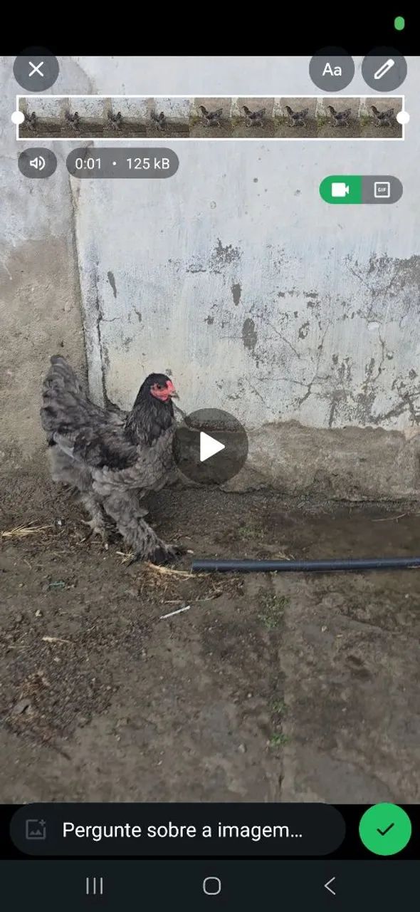 Galo brahma - Foto 3