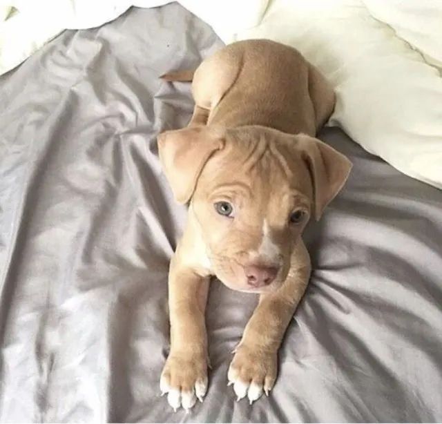 Filhotes de Pitbull rápidos no abraço!