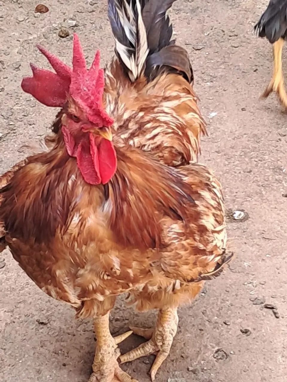 Galo - Foto 2