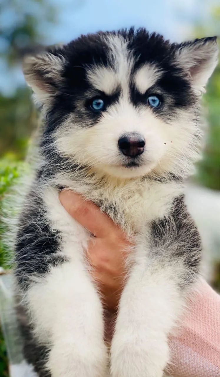 Husky Siberiano - Filhote Lindo - Foto 2