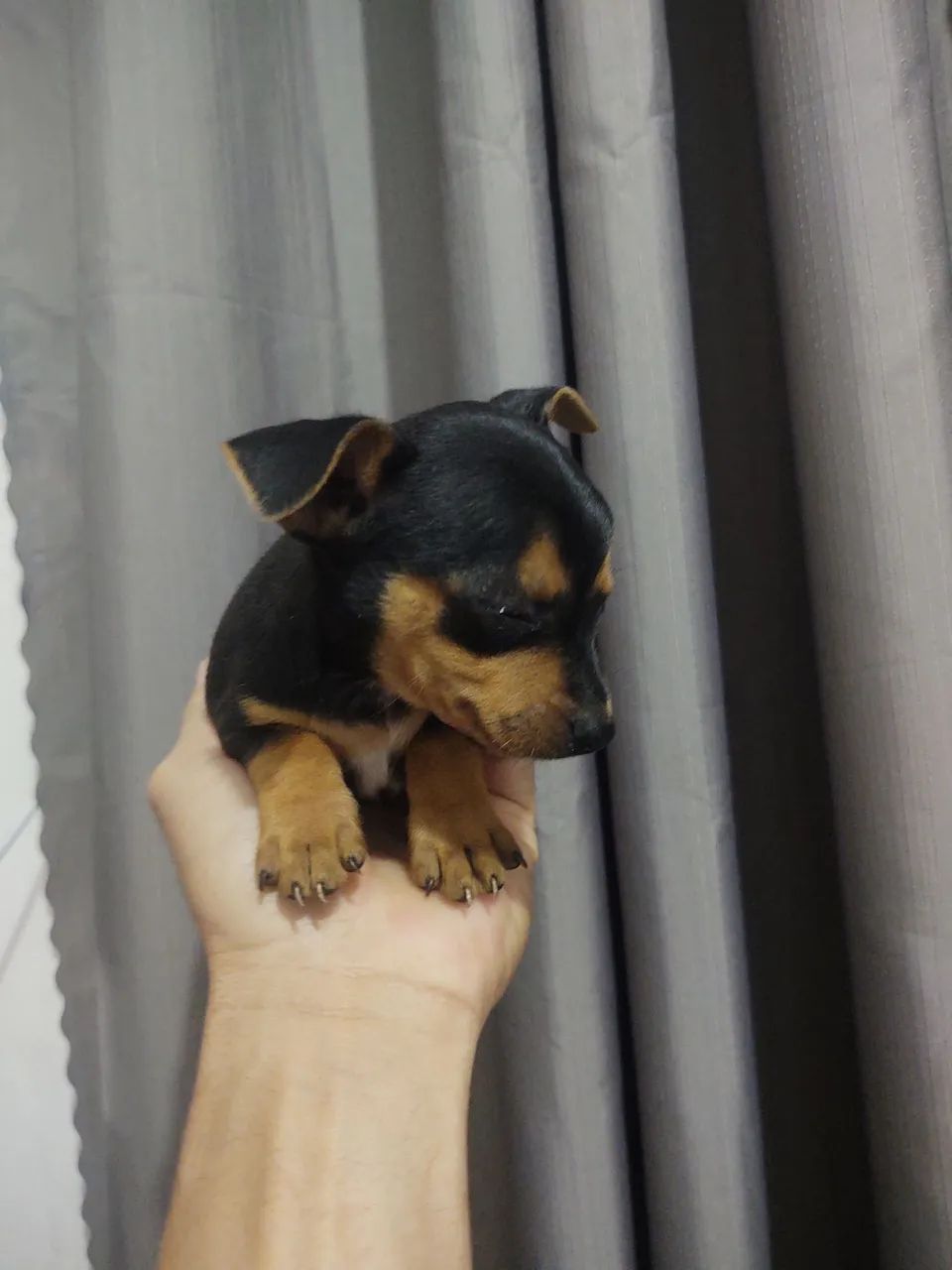 Pinscher macho  - Foto 3