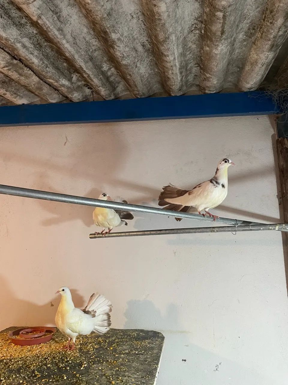 Animais - Foto 4