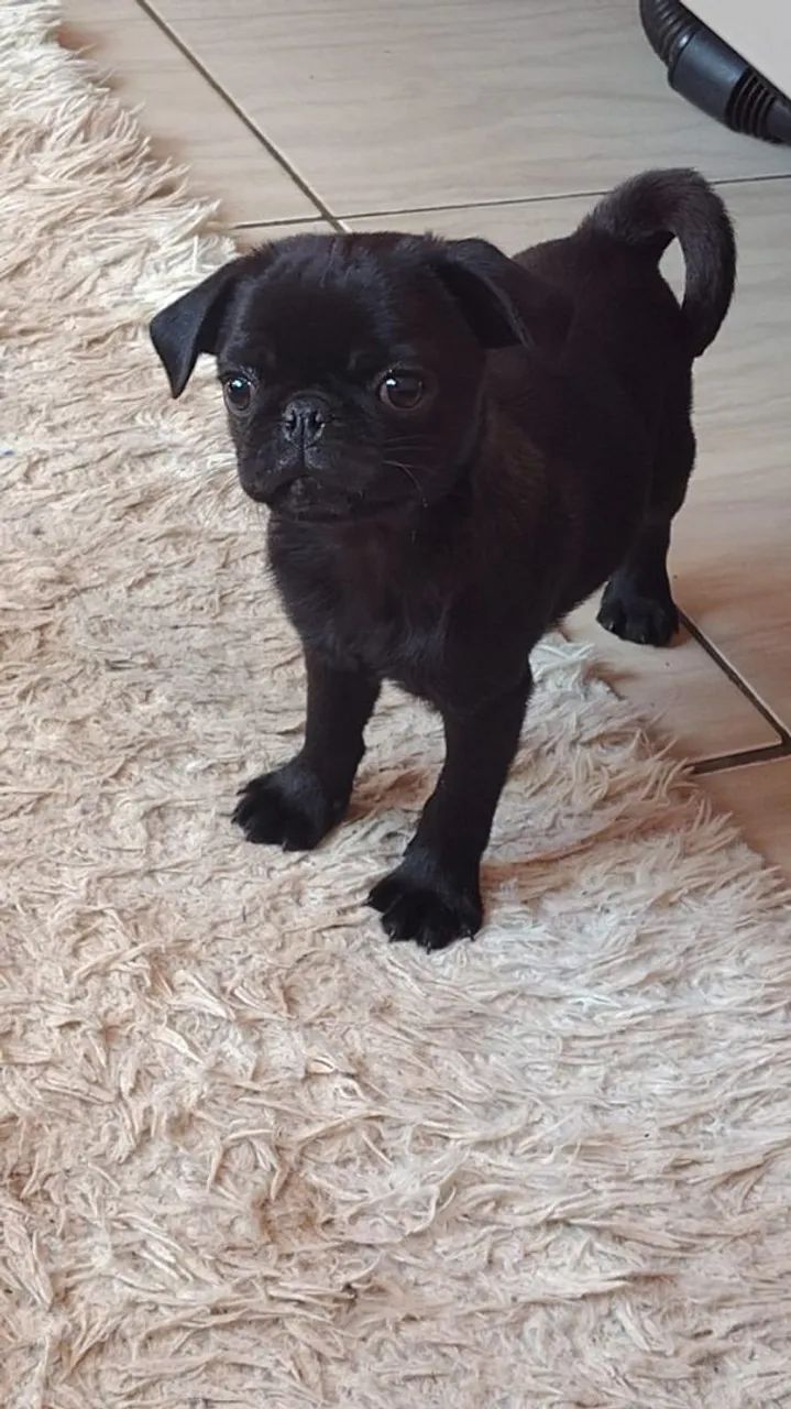Mine Pug macho Black  - Foto 4