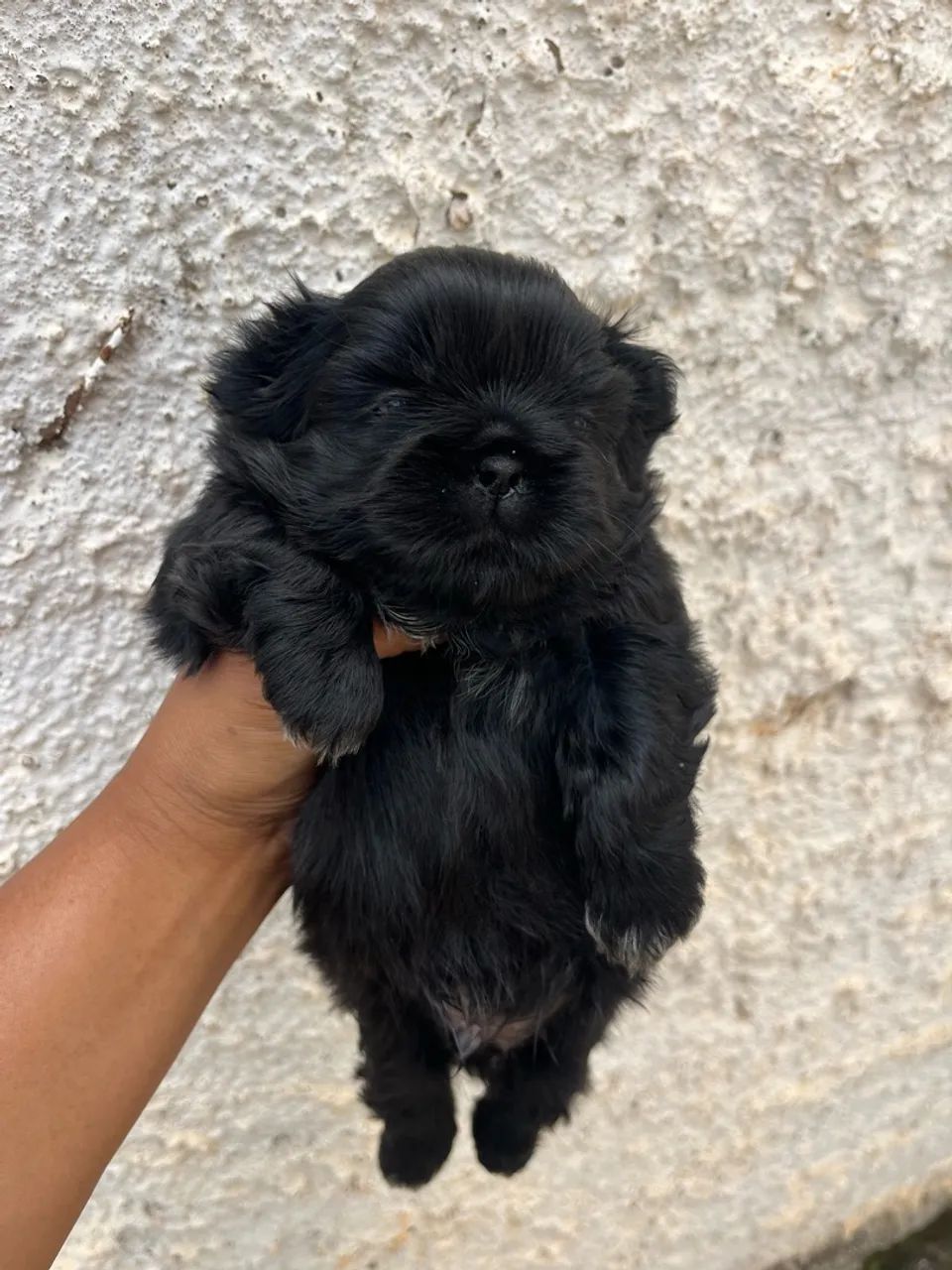 Shihtzu Macho Preto - Foto 2