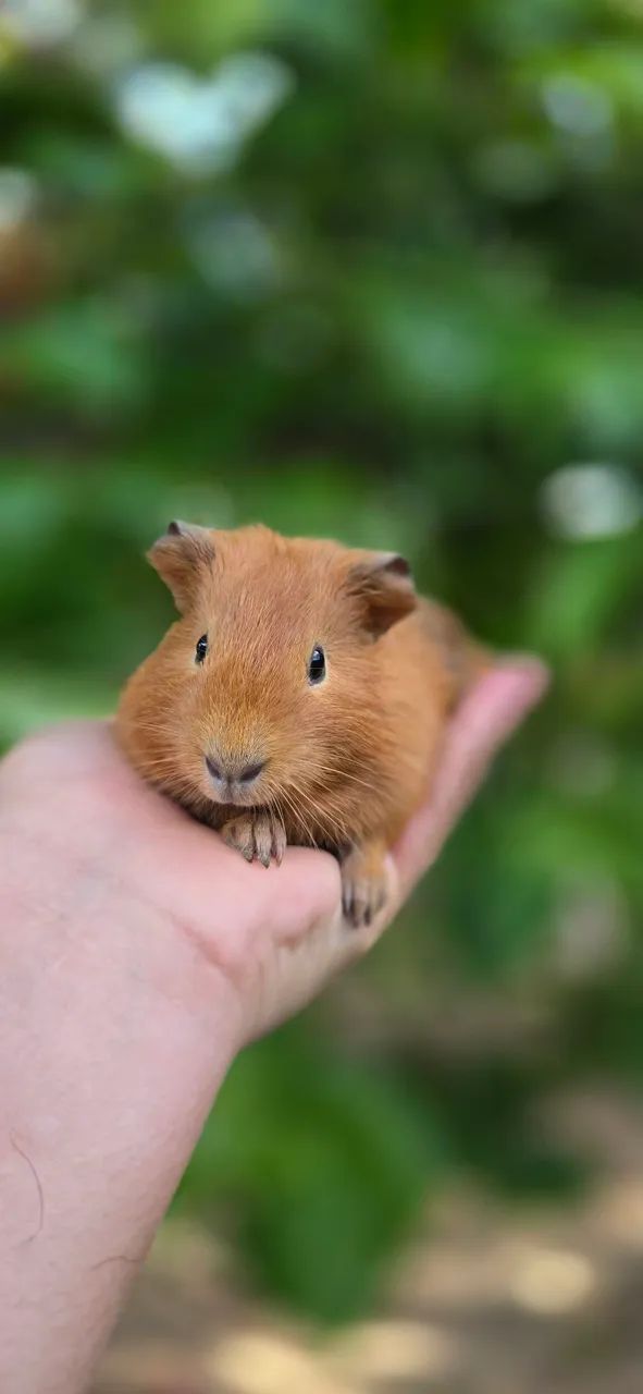 Porquinhos da india  - Foto 3