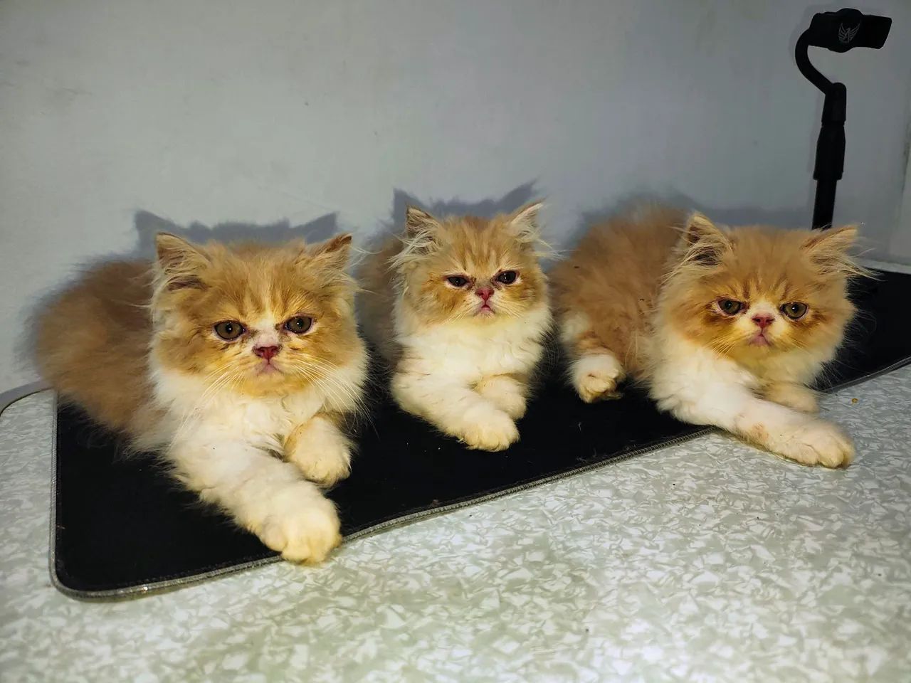 VENDE-SE GATOS PERSAS 