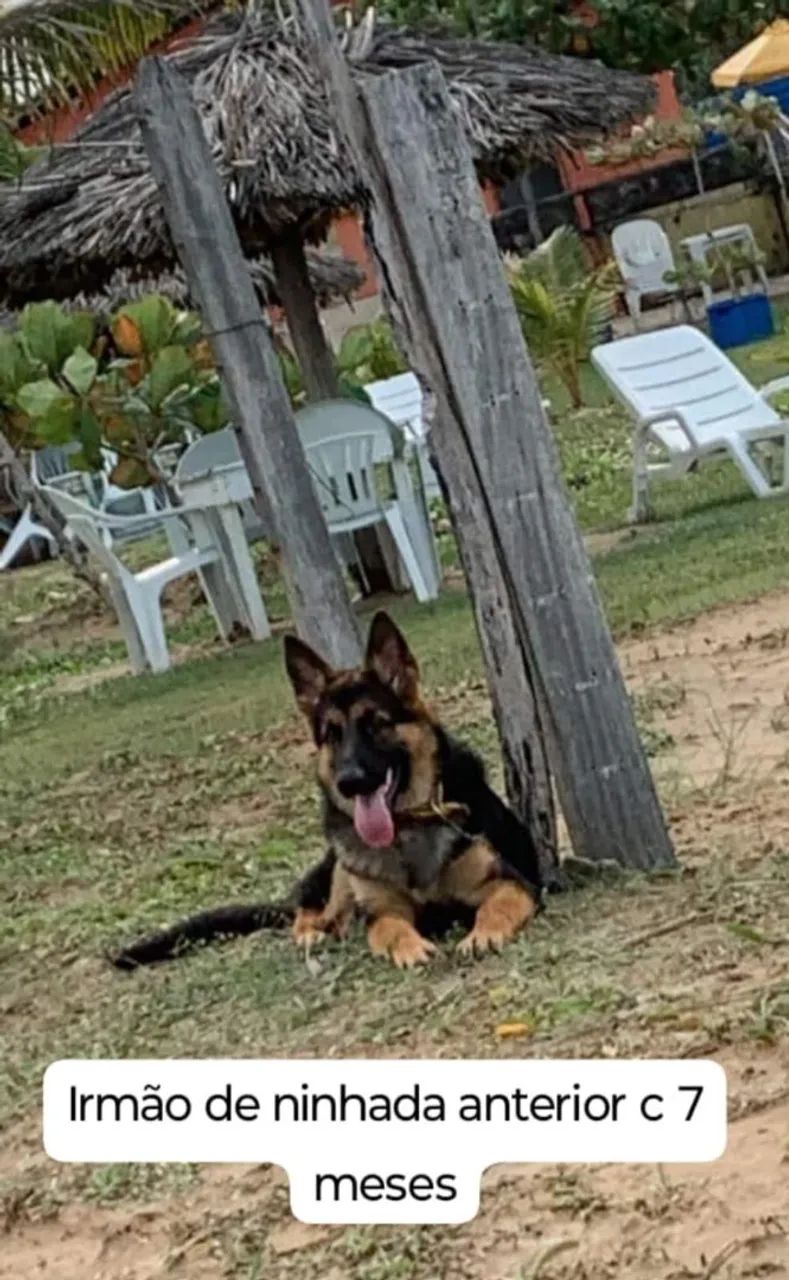 Pastor alemão fêmea - Foto 4