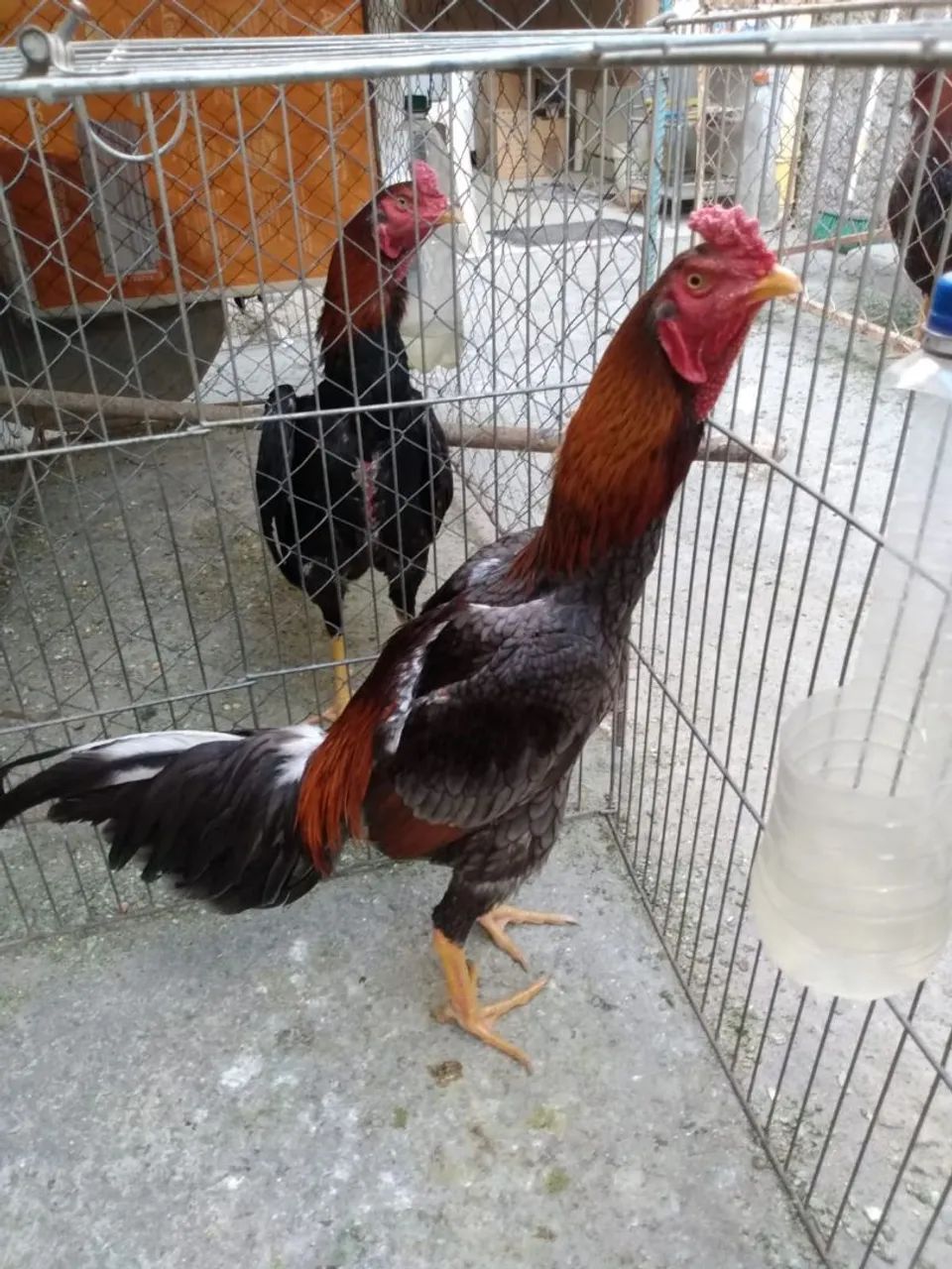 Frangos de Raça  - Foto 2