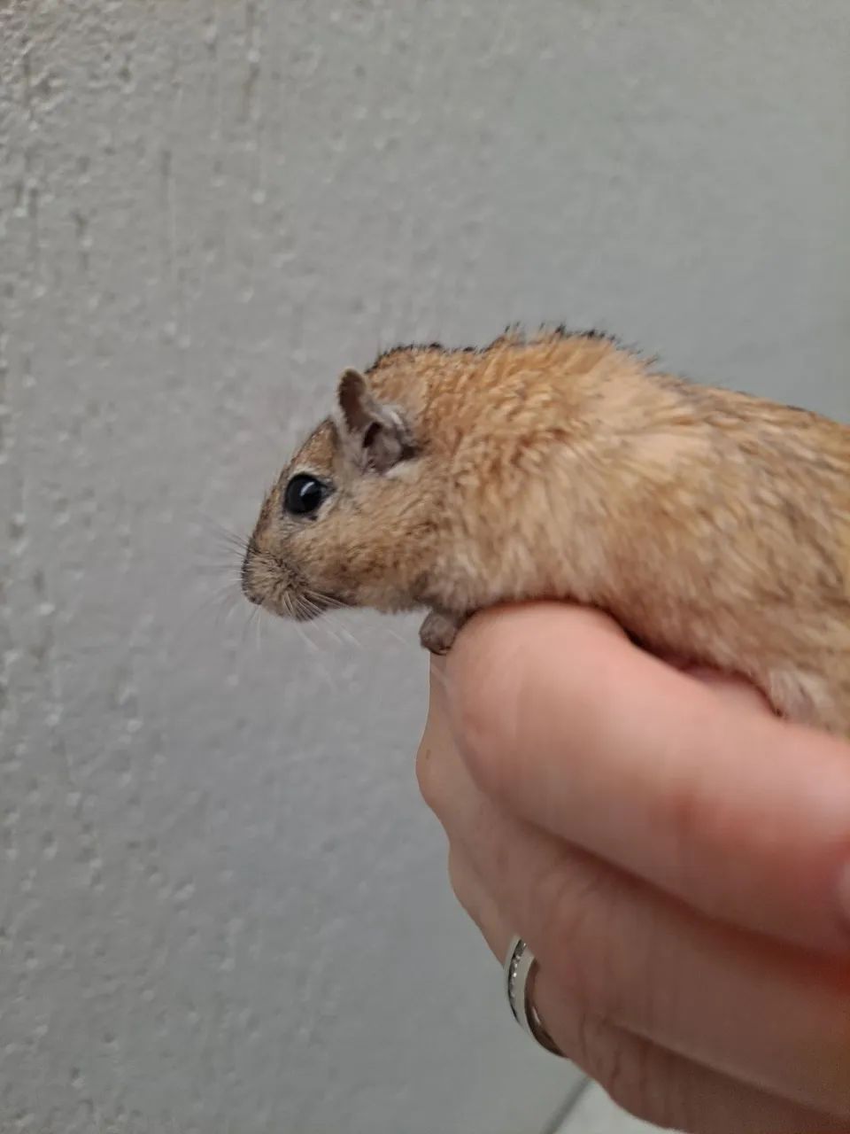 Esquilo da Mongolia Gerbil Nutmeg (Wild) - Foto 3