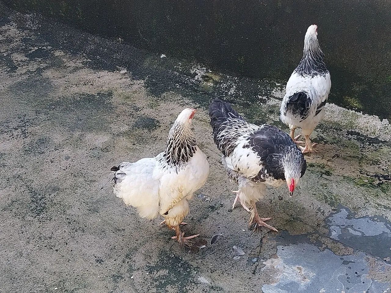 Vendo Legítimos frangos da  Raça Brahma - Foto 4