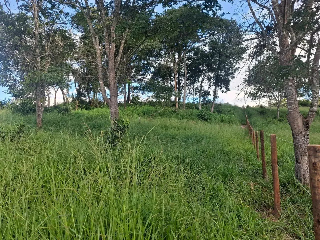 Fazenda - Jaraguá - GO - Foto 3