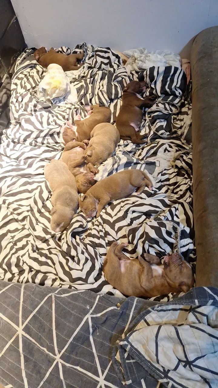 Filhotes de Pitbull  - Foto 2