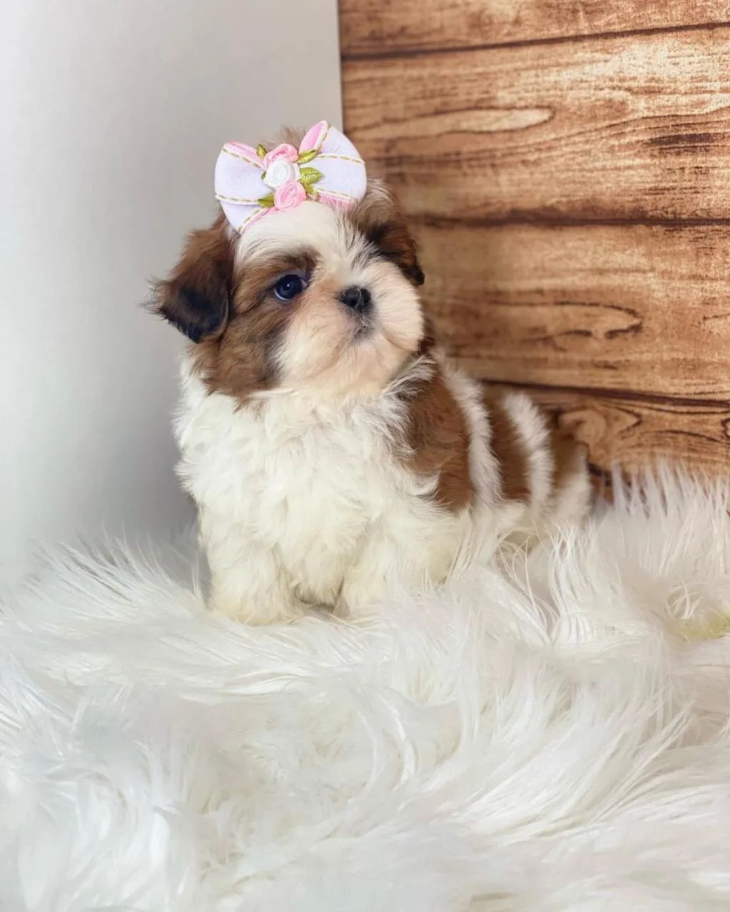 Shihtzu macho e fêmea  - Foto 4
