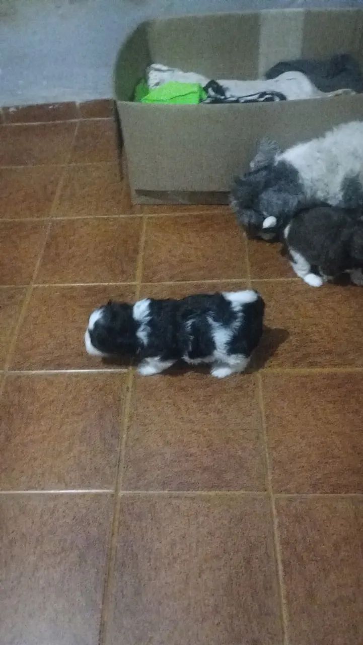 Lindo filhotes poodle  - Foto 2