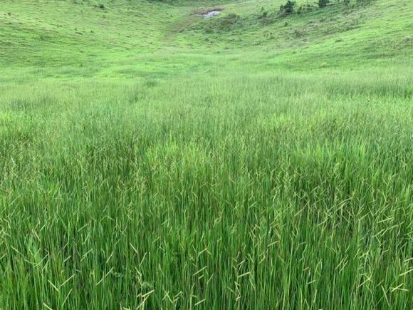 Fazenda para venda em passira, passira - Foto 12