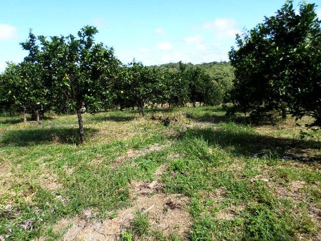 Fazenda na AM 010 km 110 2.100.000 - Foto 6
