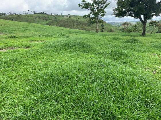 Fazenda para venda em passira, passira - Foto 14