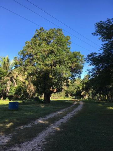 Fazenda com 980 hectares no município de Palmeirais-PI, 95 km de Teresina - Foto 10