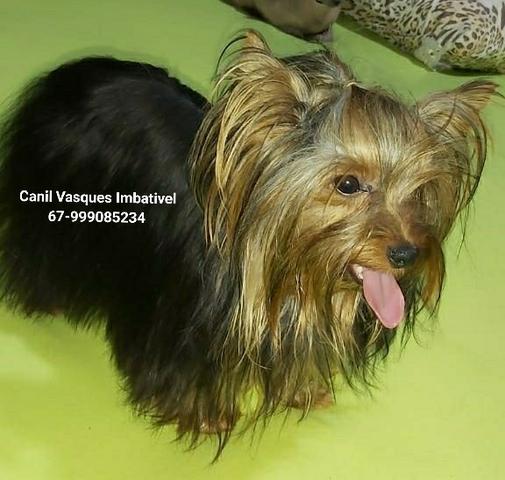 Machinho de yorkshire terrier com pedigree - Foto 2