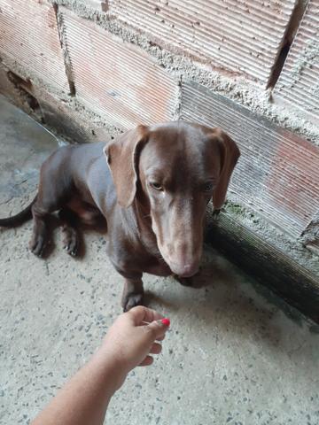 Troco salsicha por pisher - Foto 4