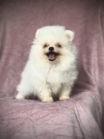 Spitz Alemão ( Lulu da Pomerania ) - Foto 2