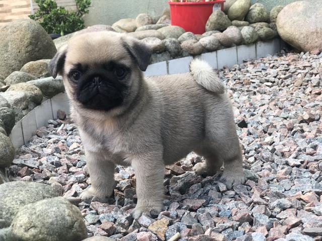 Lindos Filhotes de Pug - Foto 6