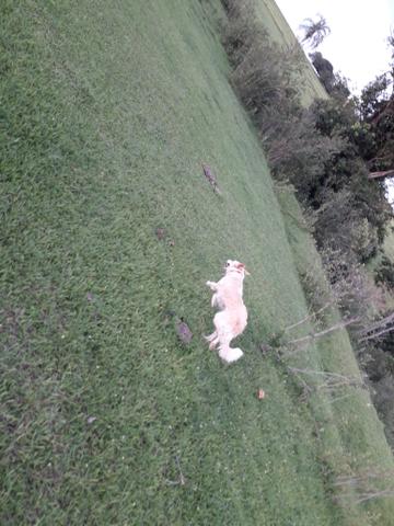 Boder collie com 30 dias de nacido - Foto 2