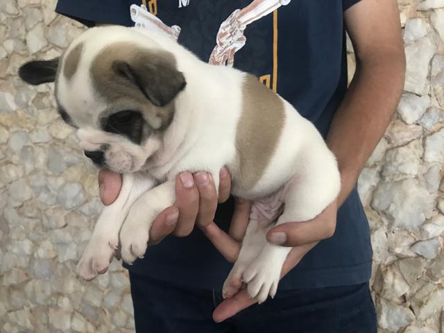 Bulldog Frances com pedigree e microchip - Foto 2