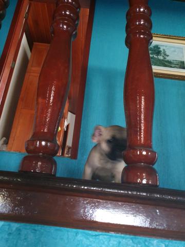 Vendo essa princesa está com 60 dias - Foto 2
