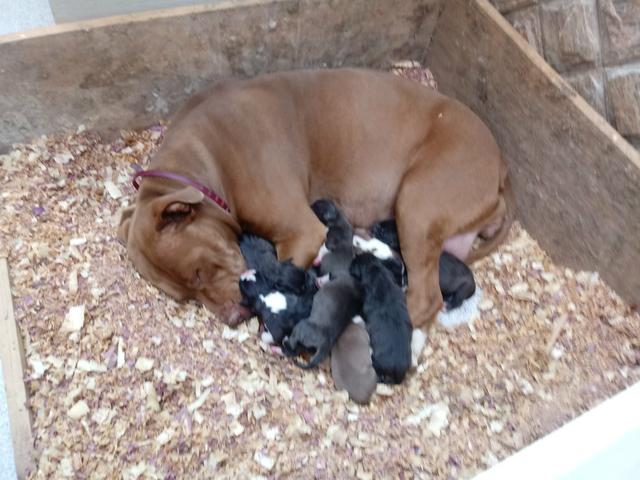 Vendo filhotes de PITBULL - Foto 4