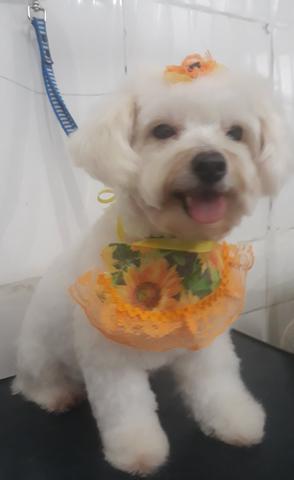 Banho e tosa comendador soaree - Foto 4