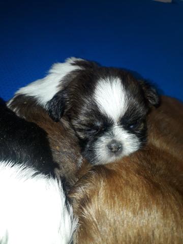 Shih Tzu Macho - Foto 4