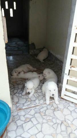 Ninhada de Pastor Branco Suiço - Foto 2