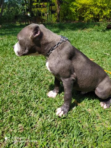 Filhote América bully - Foto 2