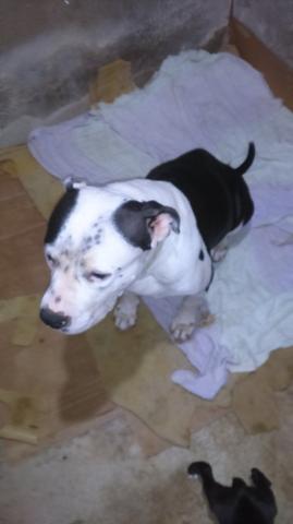 Filhos de pit bull /América bully - Foto 3