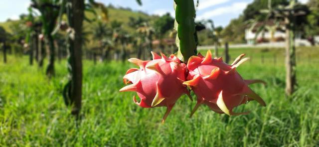 Mudas de pitaya/pitaia polpa vermelha e branca