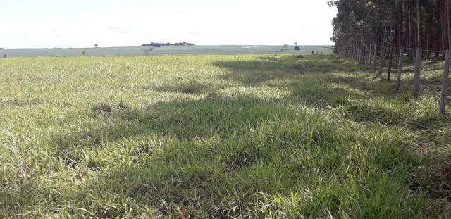 Vendo Chácara com 4 alqueires em Piracanjuba aceito proposta avista - Foto 5