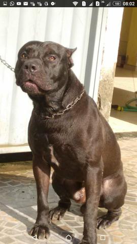 Filhos de pit bull /América bully - Foto 2